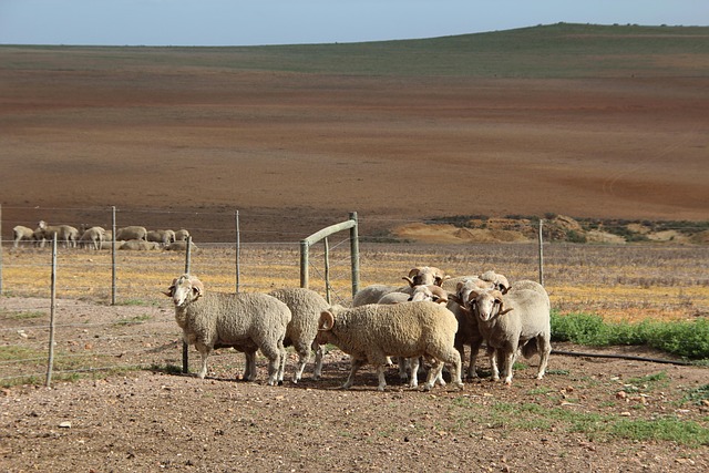 ovce merino